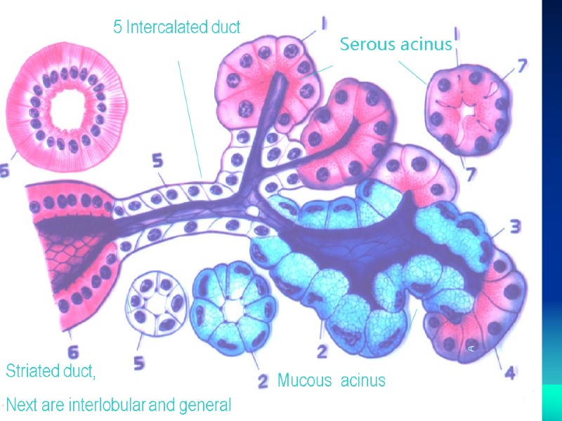 5 Intercalated duct Striated duct, Next are interlobular and general   Mucous acinus